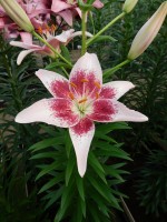 [4068 Strawbery and Cream Mak No102.JPG]